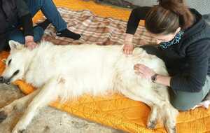Ostéopathie  Canine